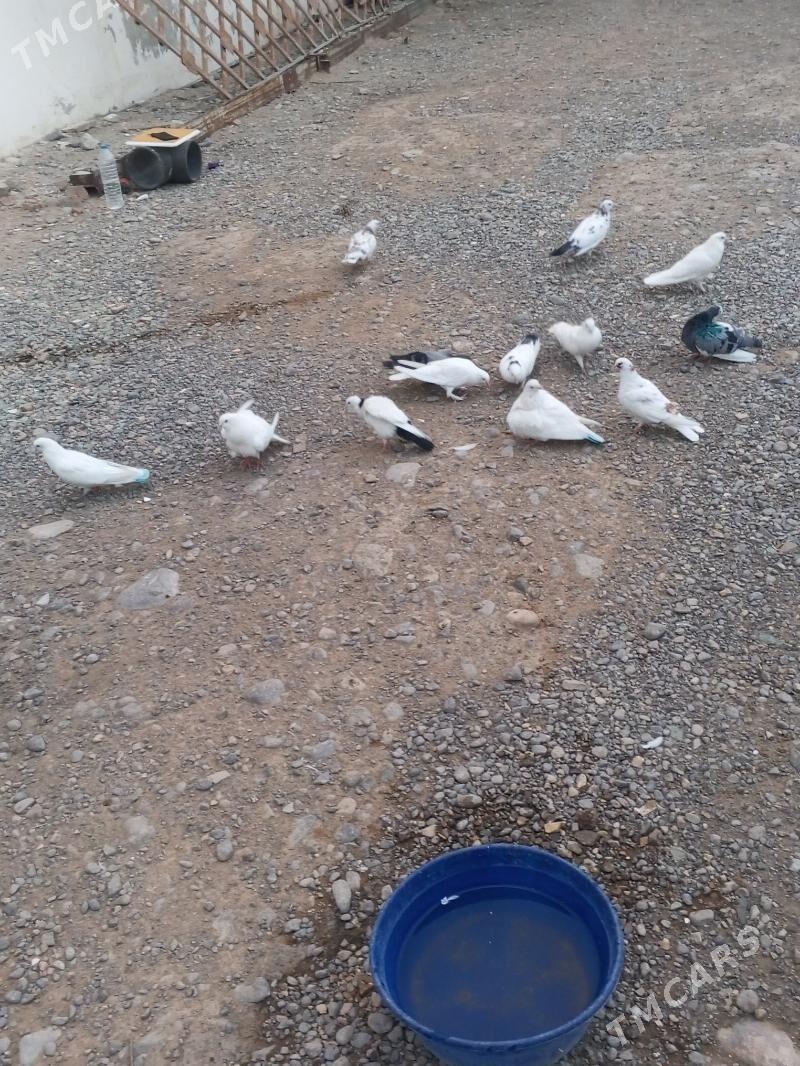 kepderi - Aşgabat - img 3