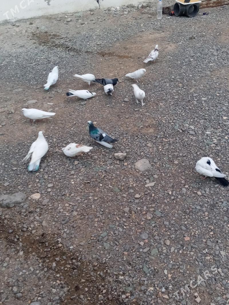 kepderi - Aşgabat - img 10