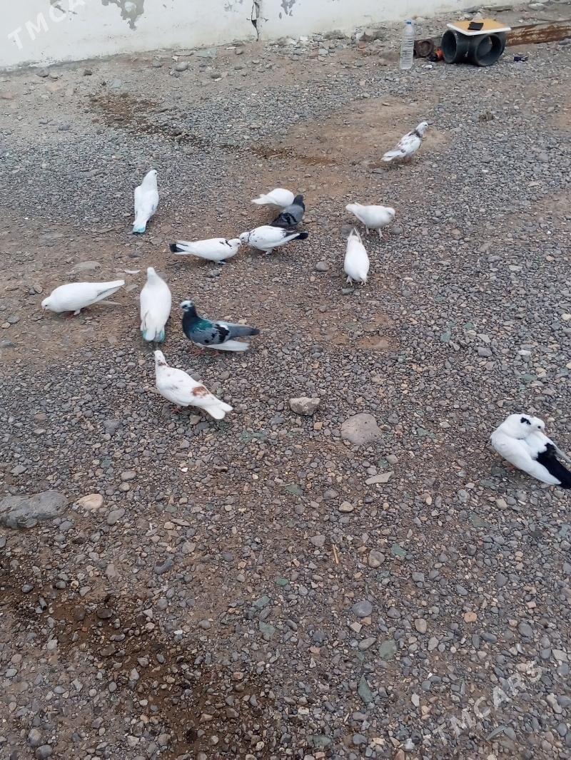 kepderi - Aşgabat - img 9