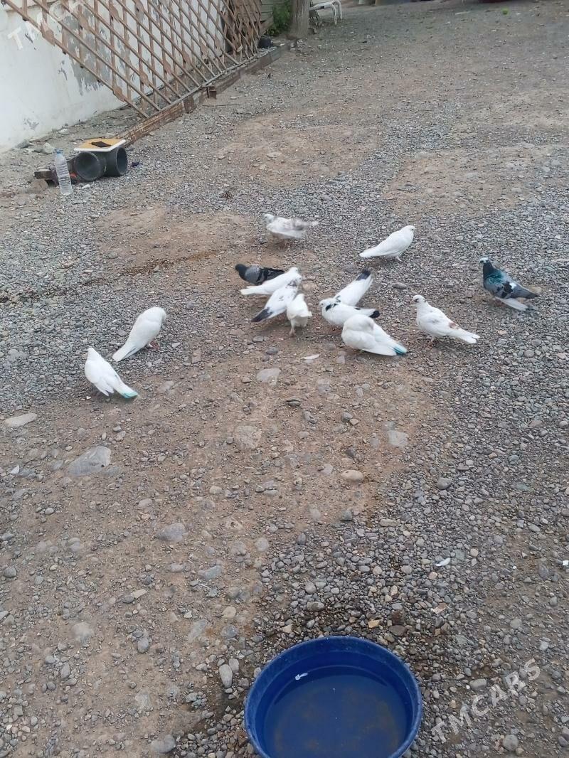 kepderi - Aşgabat - img 7