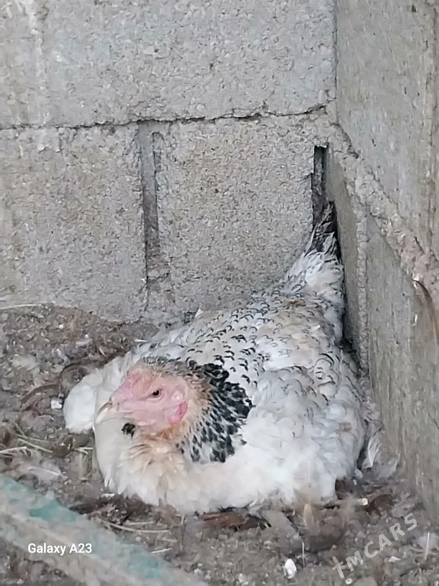 taşkent - Täze zaman - img 2