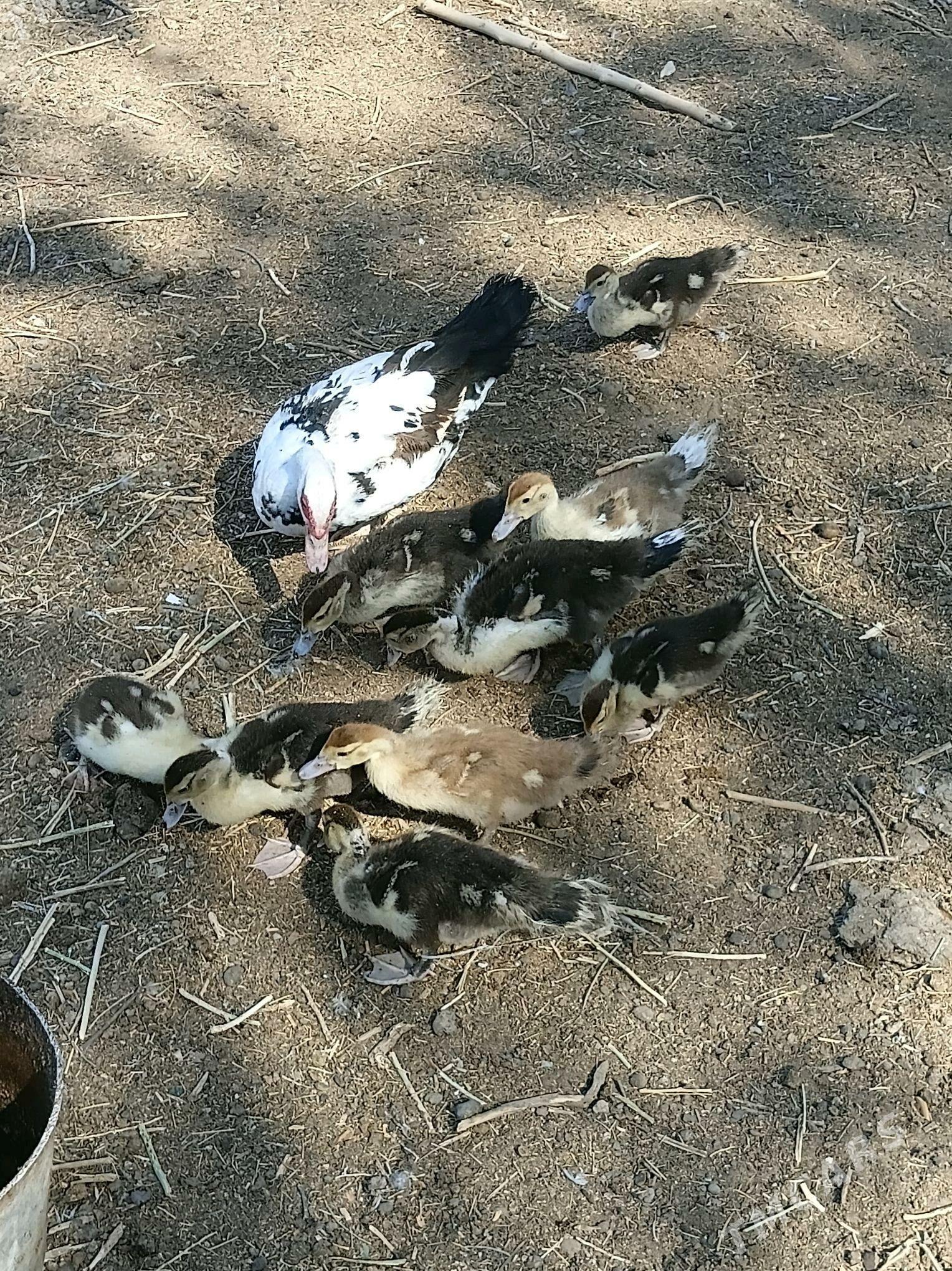 Indautka ördek - Çoganly - img 2