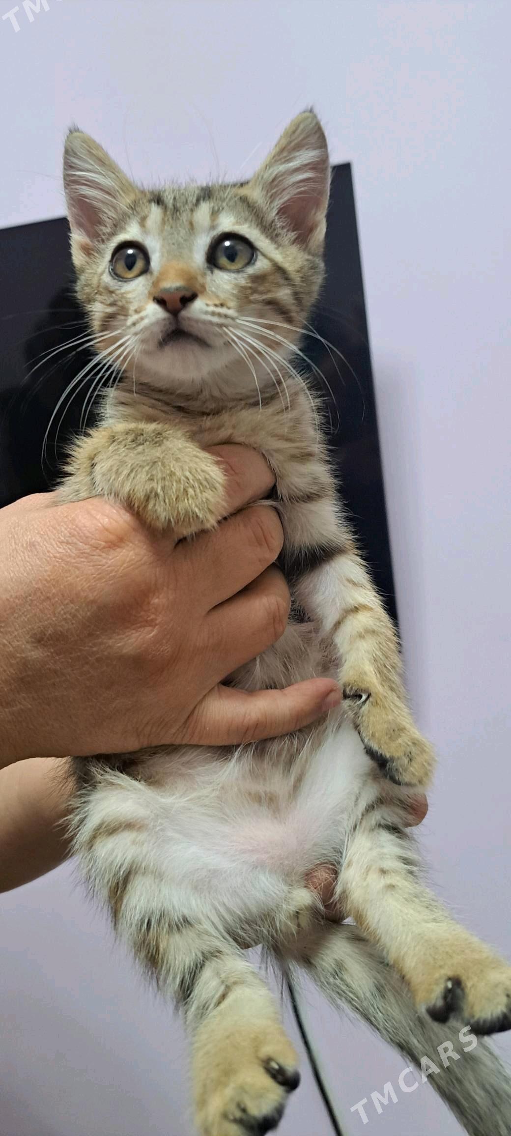 Котёнок  добрые руки. - Ашхабад - img 3