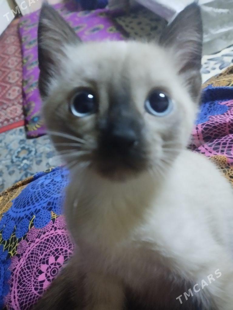 сиямские котята - Daşoguz - img 2