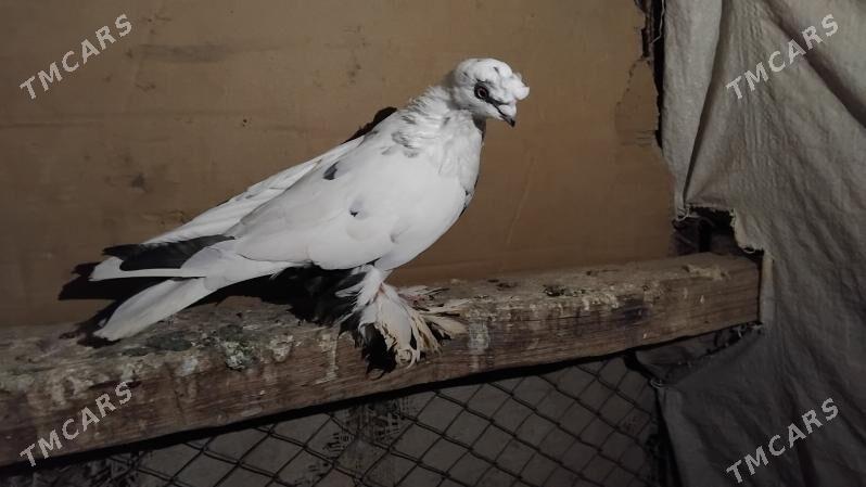 kepderi - Ýolöten - img 3