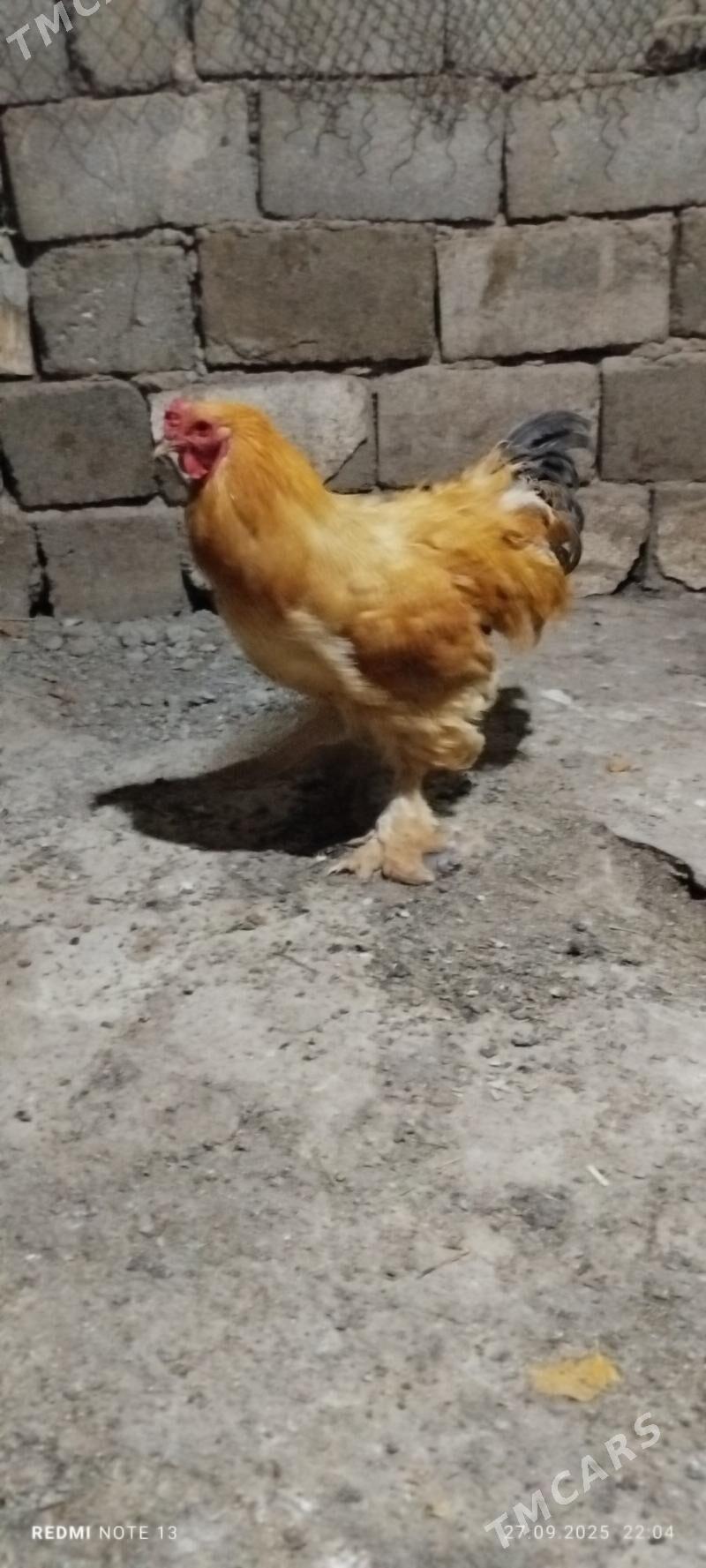 brama towuk horaz - Gökje - img 3