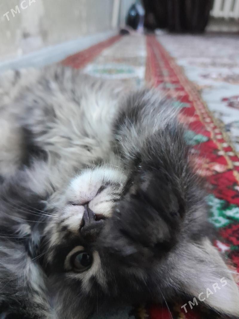 В добрые руки - Türkmenabat - img 2