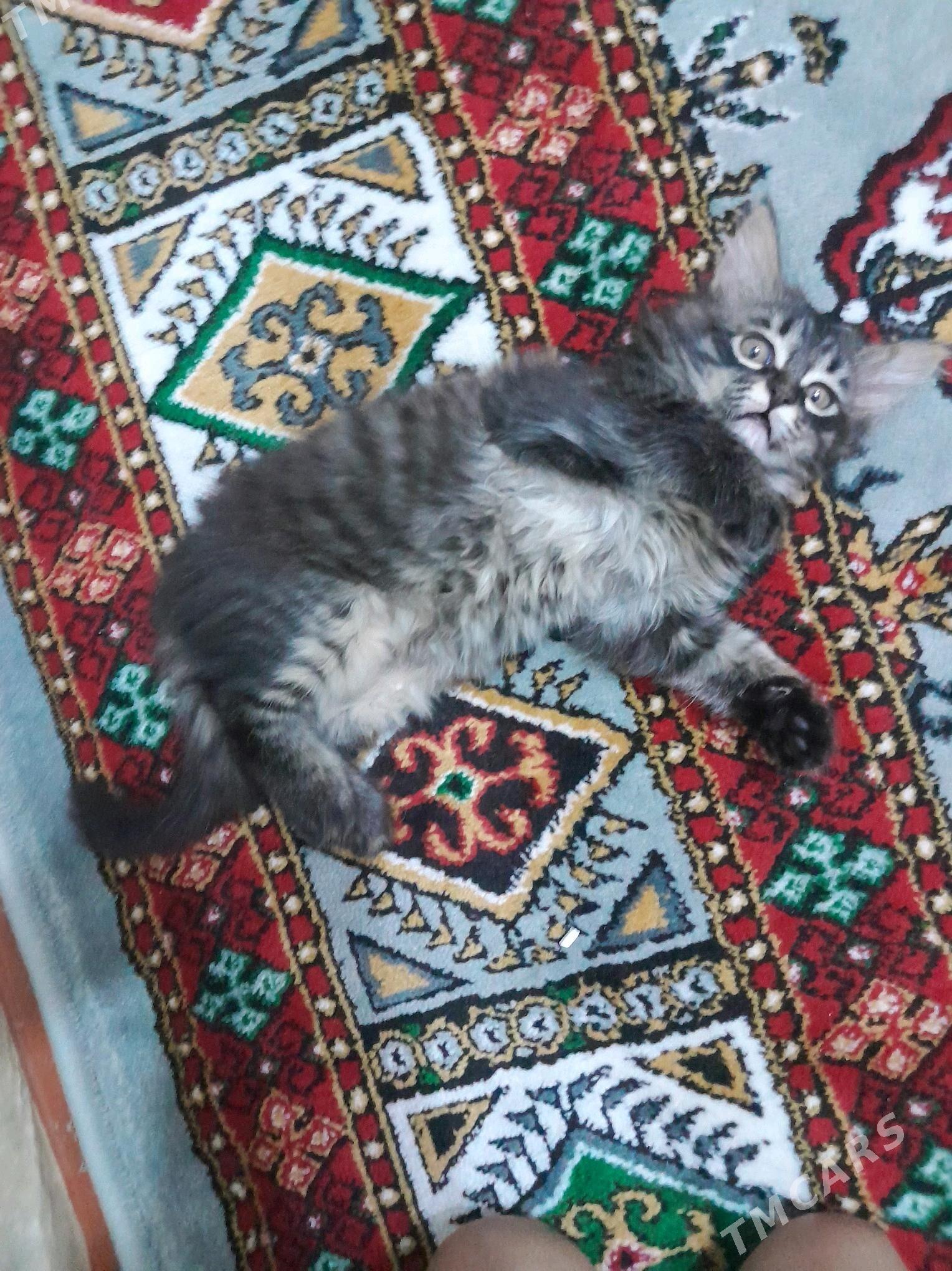 В добрые руки - Türkmenabat - img 5
