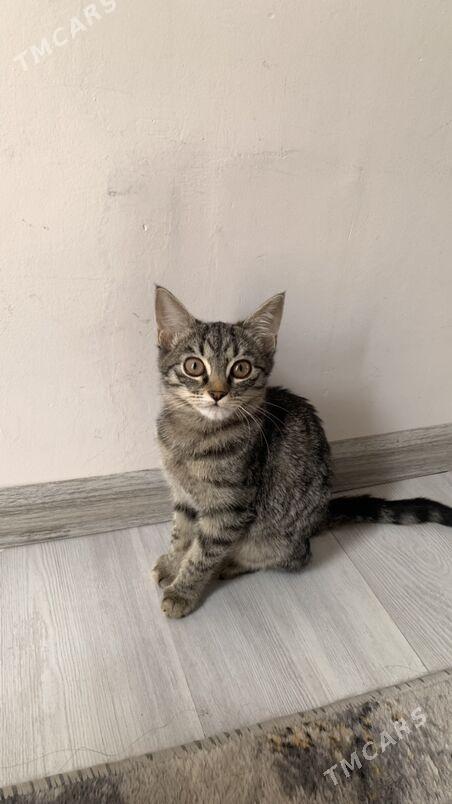Котенок  - Aşgabat - img 5