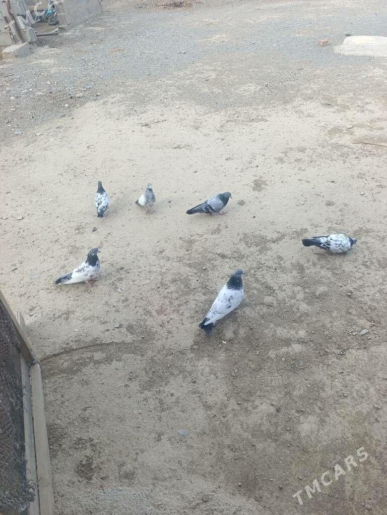 Dubay kepderi - Gökdepe - img 2