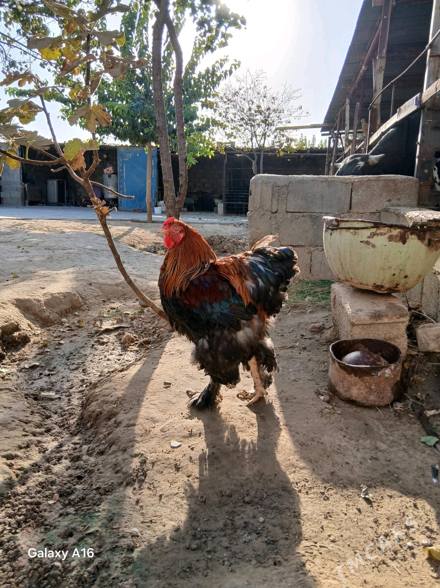 horaz - Aşgabat - img 3