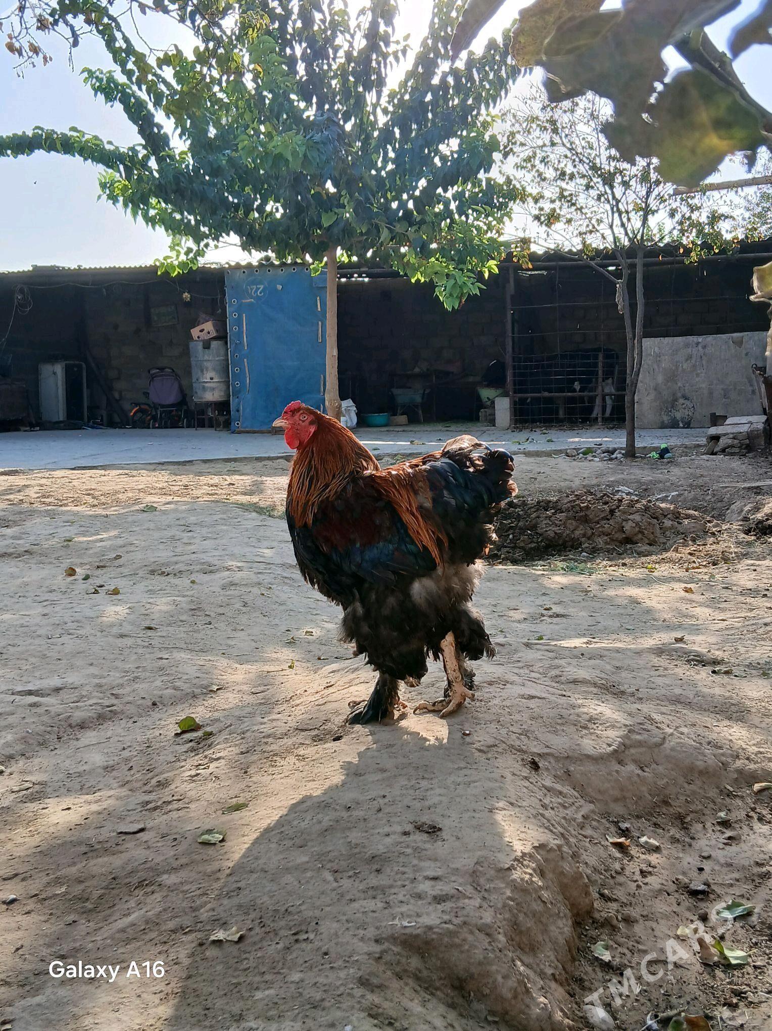 horaz - Aşgabat - img 2