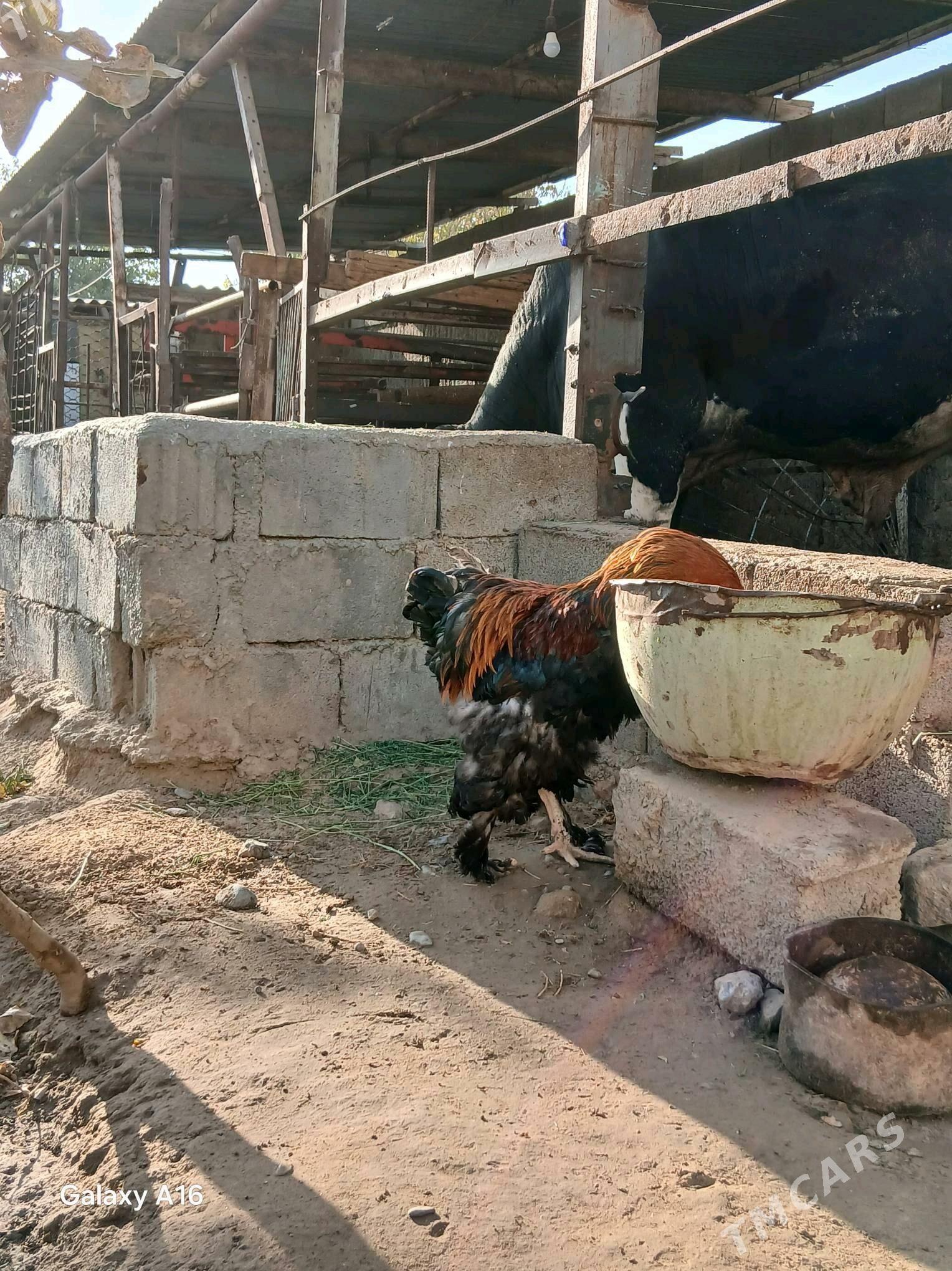 horaz - Aşgabat - img 1