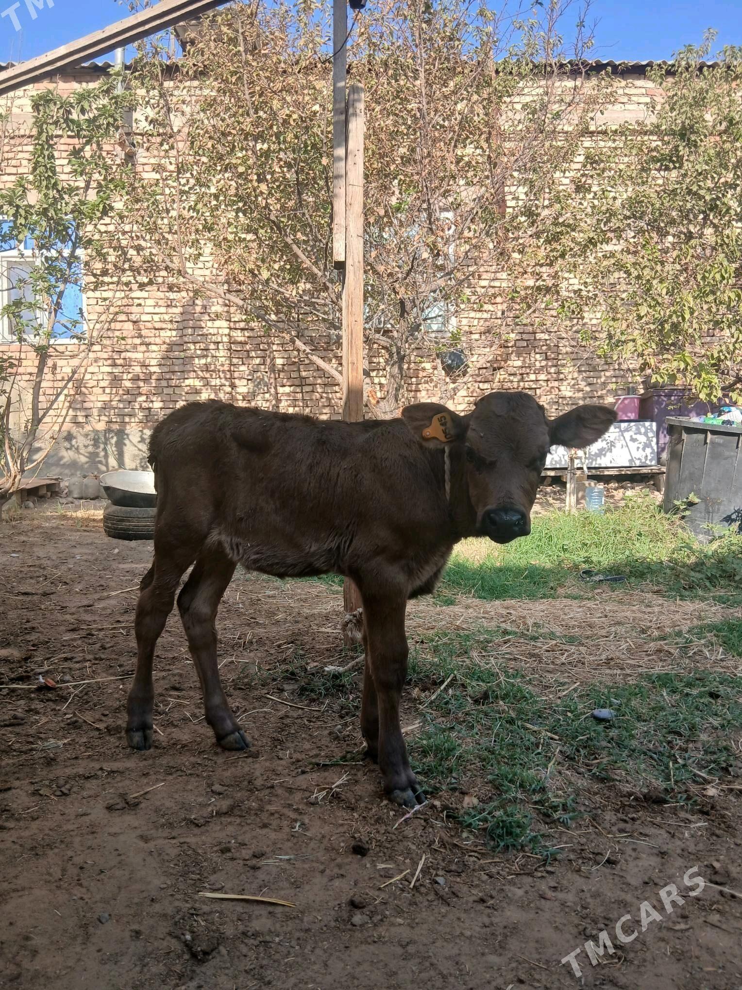 Göle - Çoganly - img 2