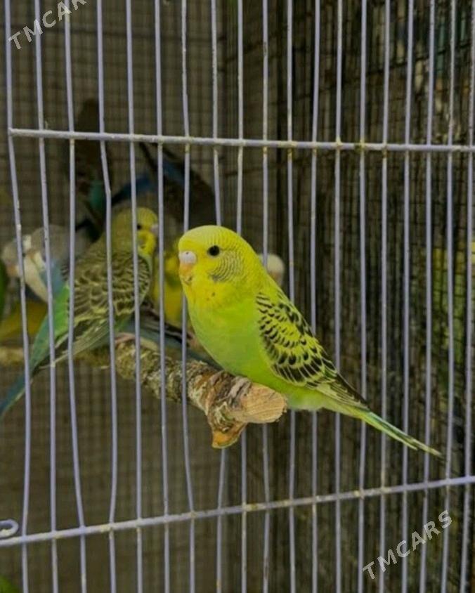 popugay guslar kletkalar - Aşgabat - img 3
