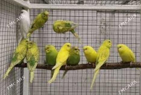 popugay guslar kletkalar - Aşgabat - img 5