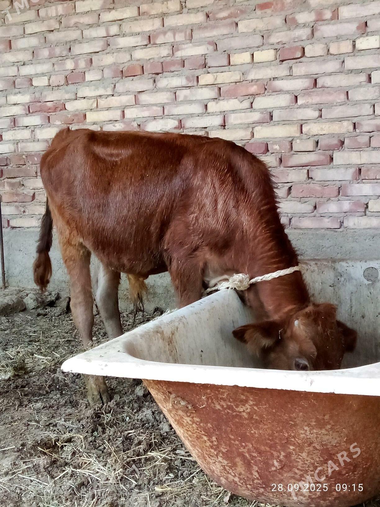 Öküz Şiwet - Gökdepe - img 2
