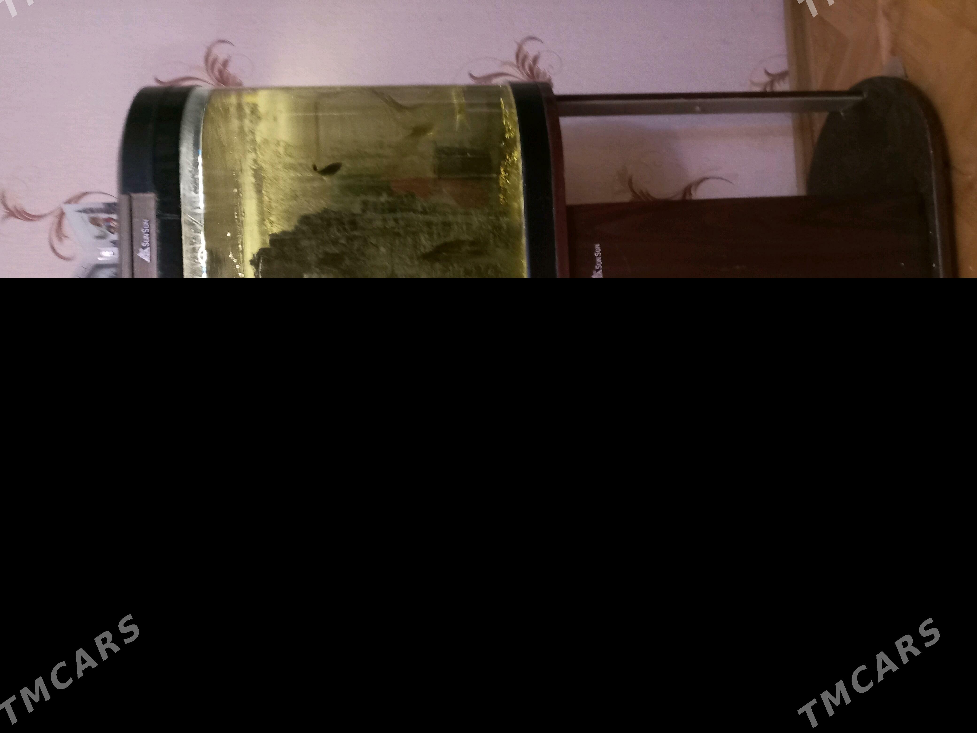 аквариум - Ашхабад - img 1