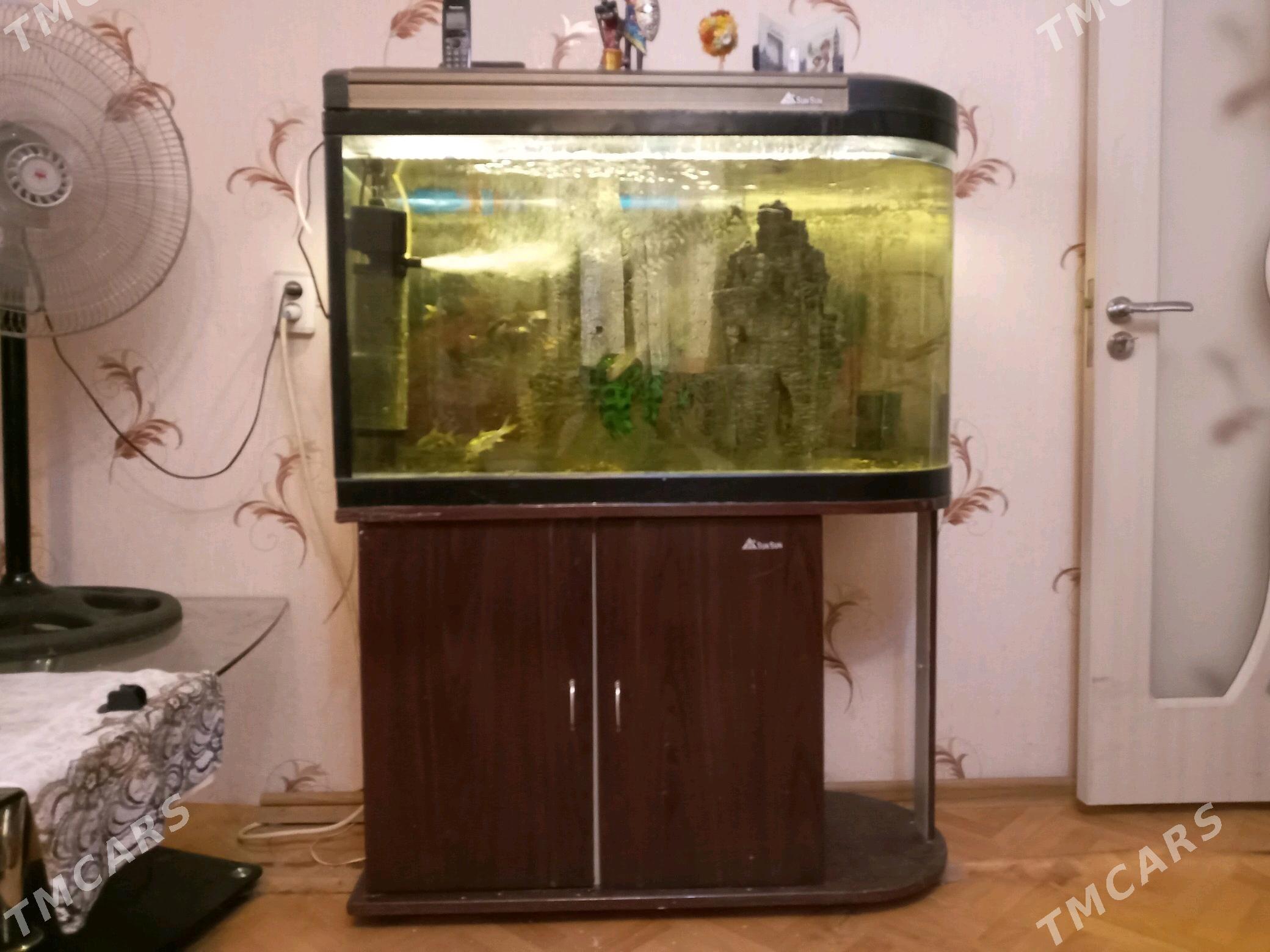 аквариум - Ашхабад - img 2