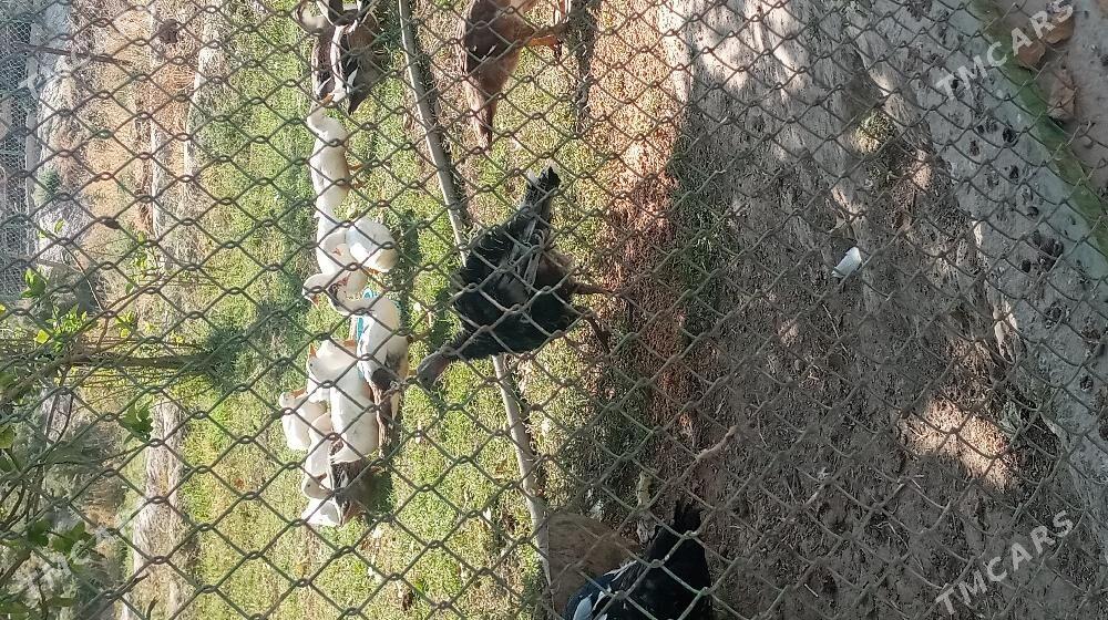 gak  gak ördek - Kaka - img 2
