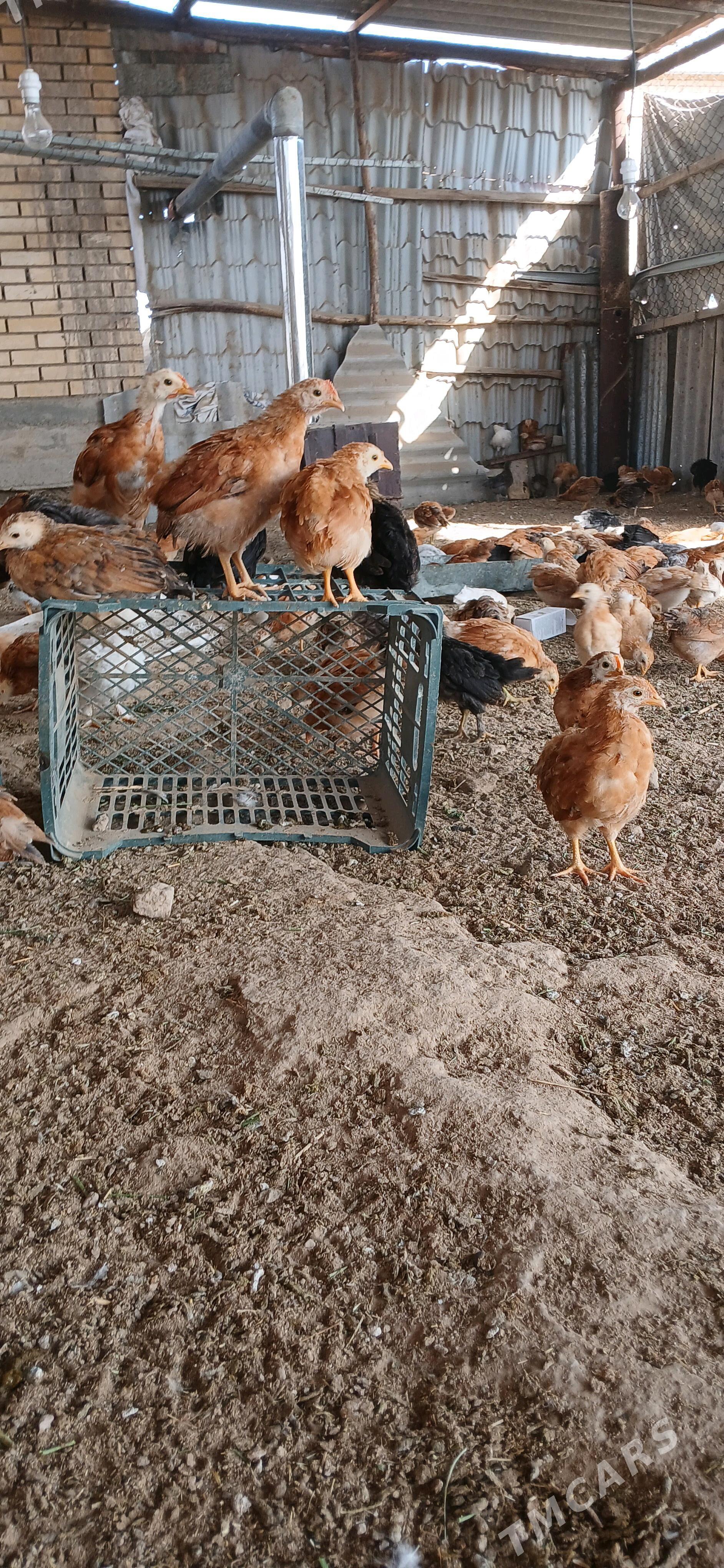 towuk indukutga juyje - Сакарчага - img 5