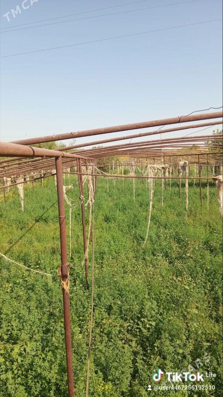 Teplise - Мары - img 2