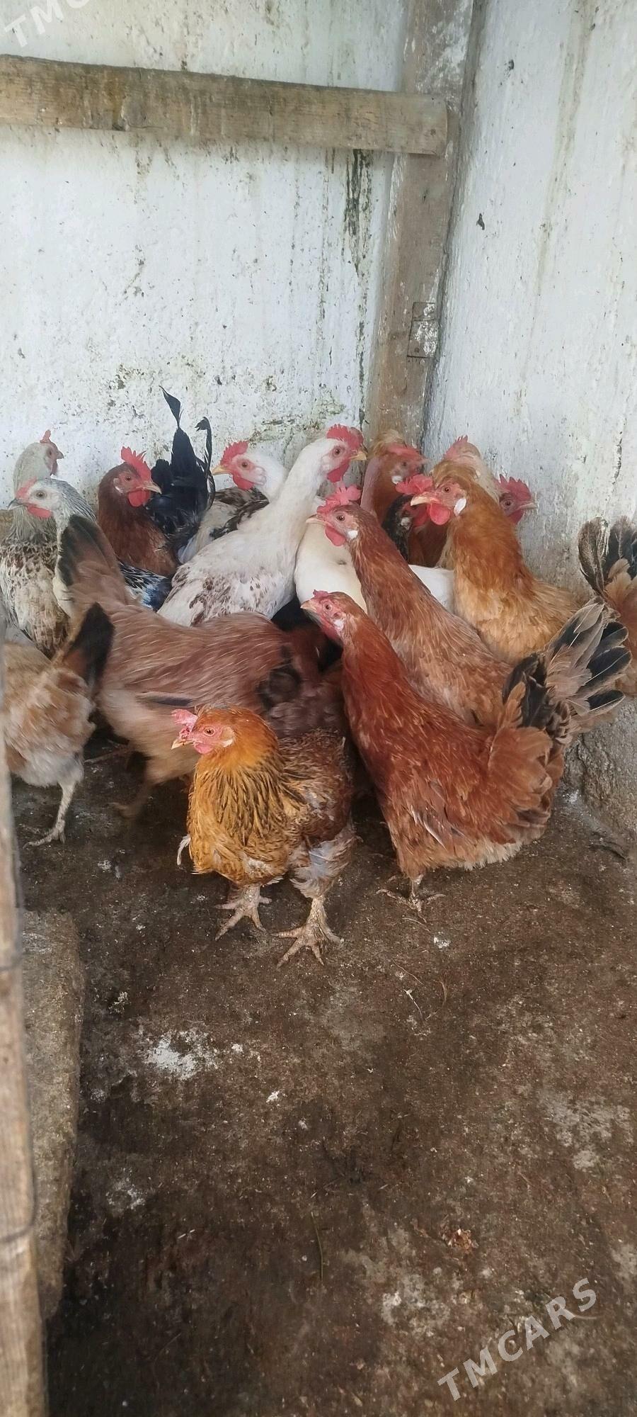 towuklar - Gyzylarbat - img 3