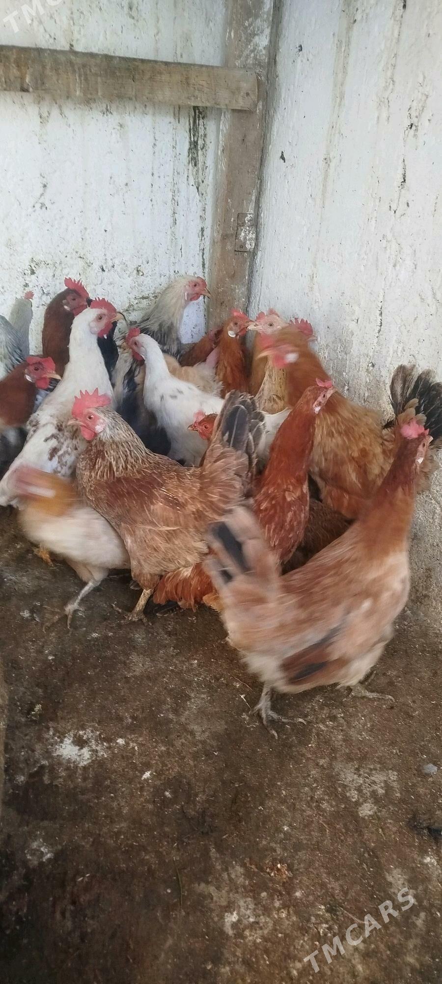 towuklar - Gyzylarbat - img 2