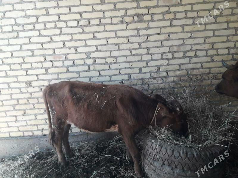 unjyn öküzce 78500 könede - Дянев - img 2