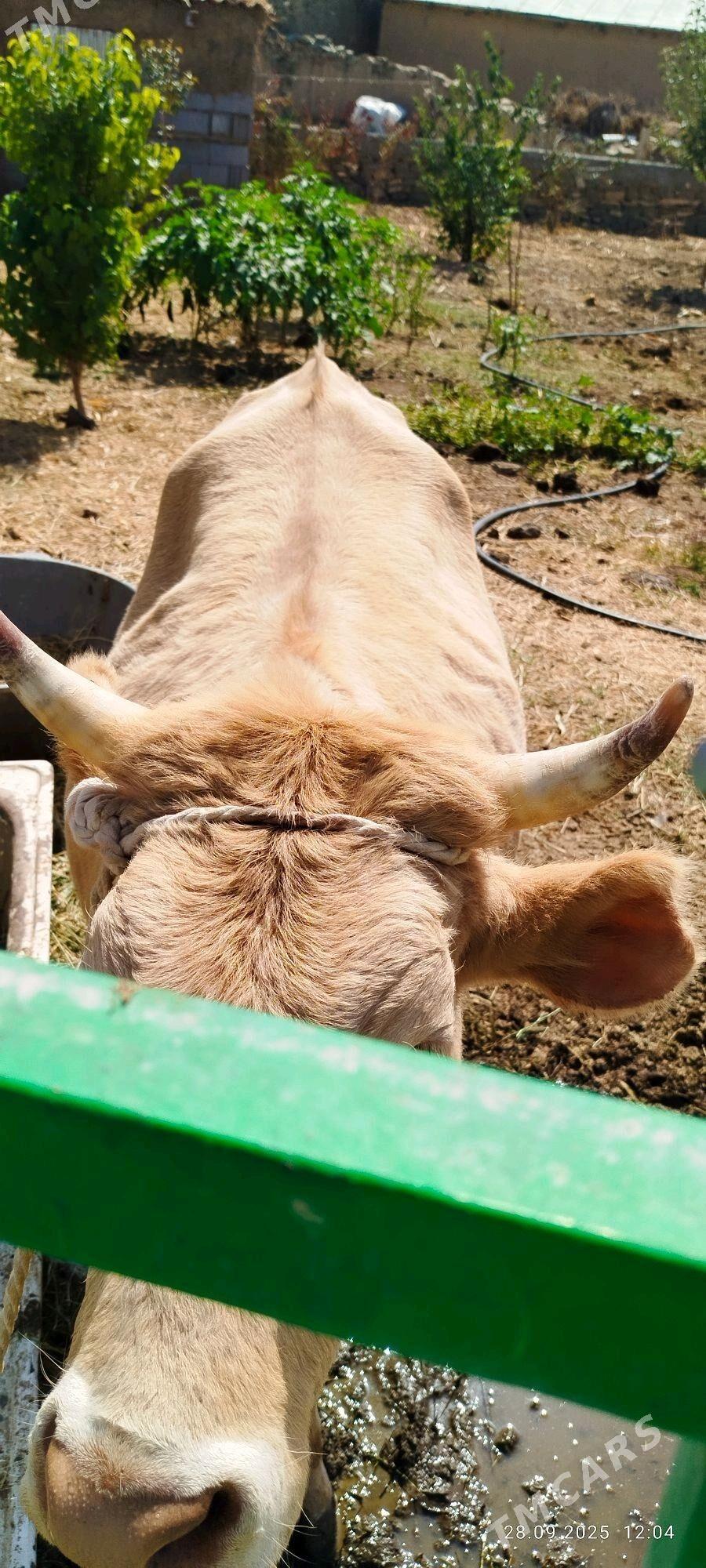 tuwe bogoz we sygyr baklan - Bäherden - img 2