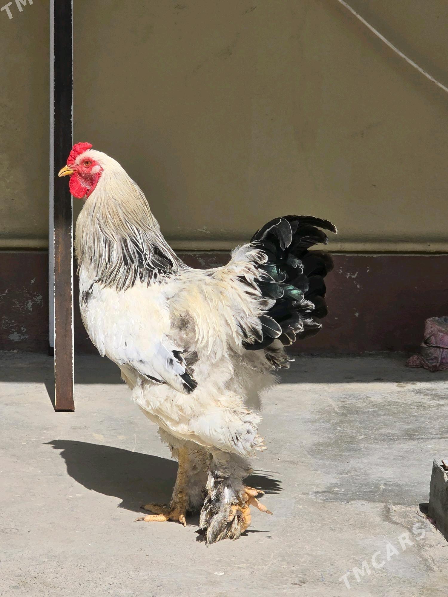 brama horaz - Çoganly - img 4