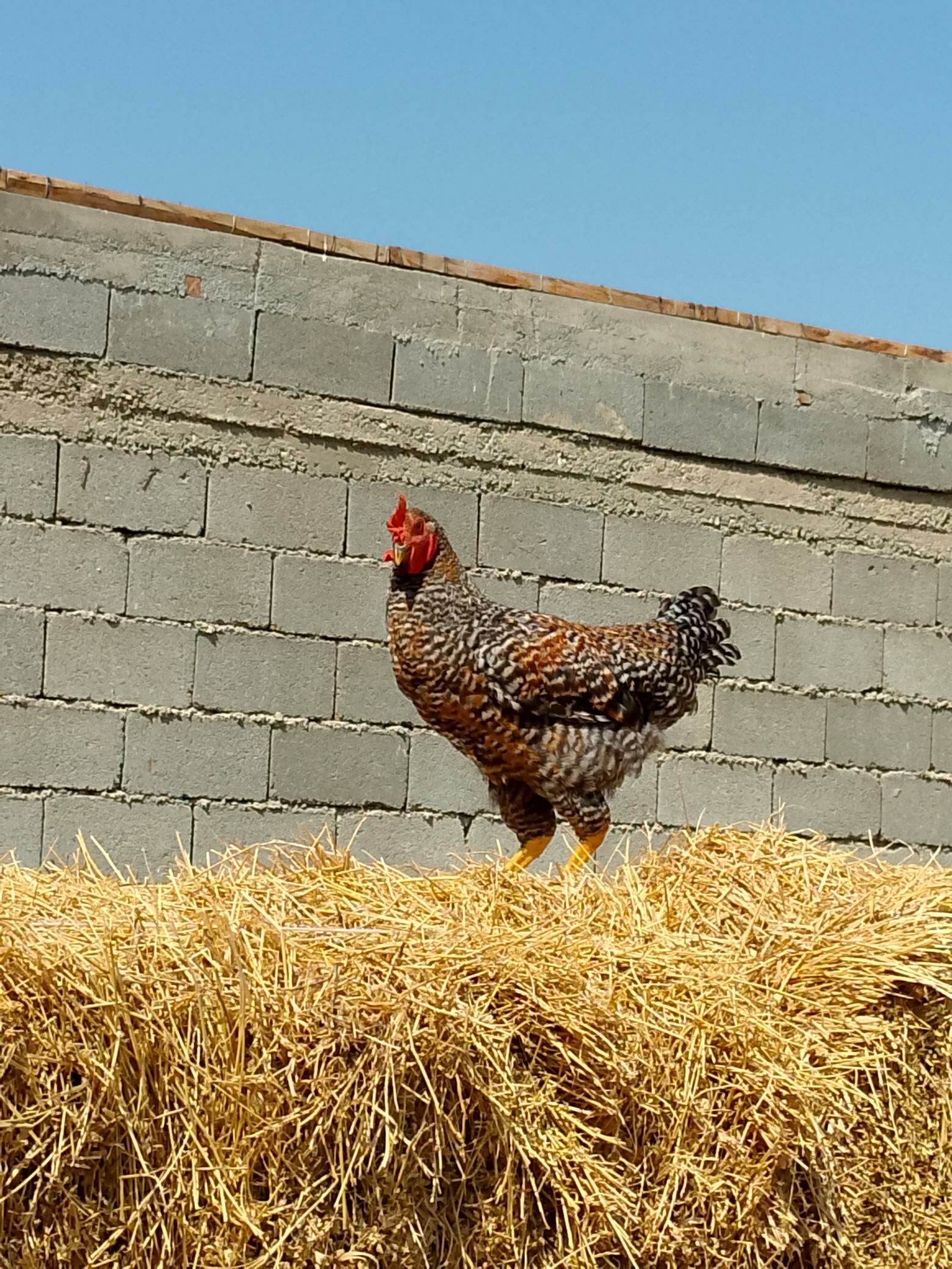 Daminant ýaş haroz - Gökdepe - img 2
