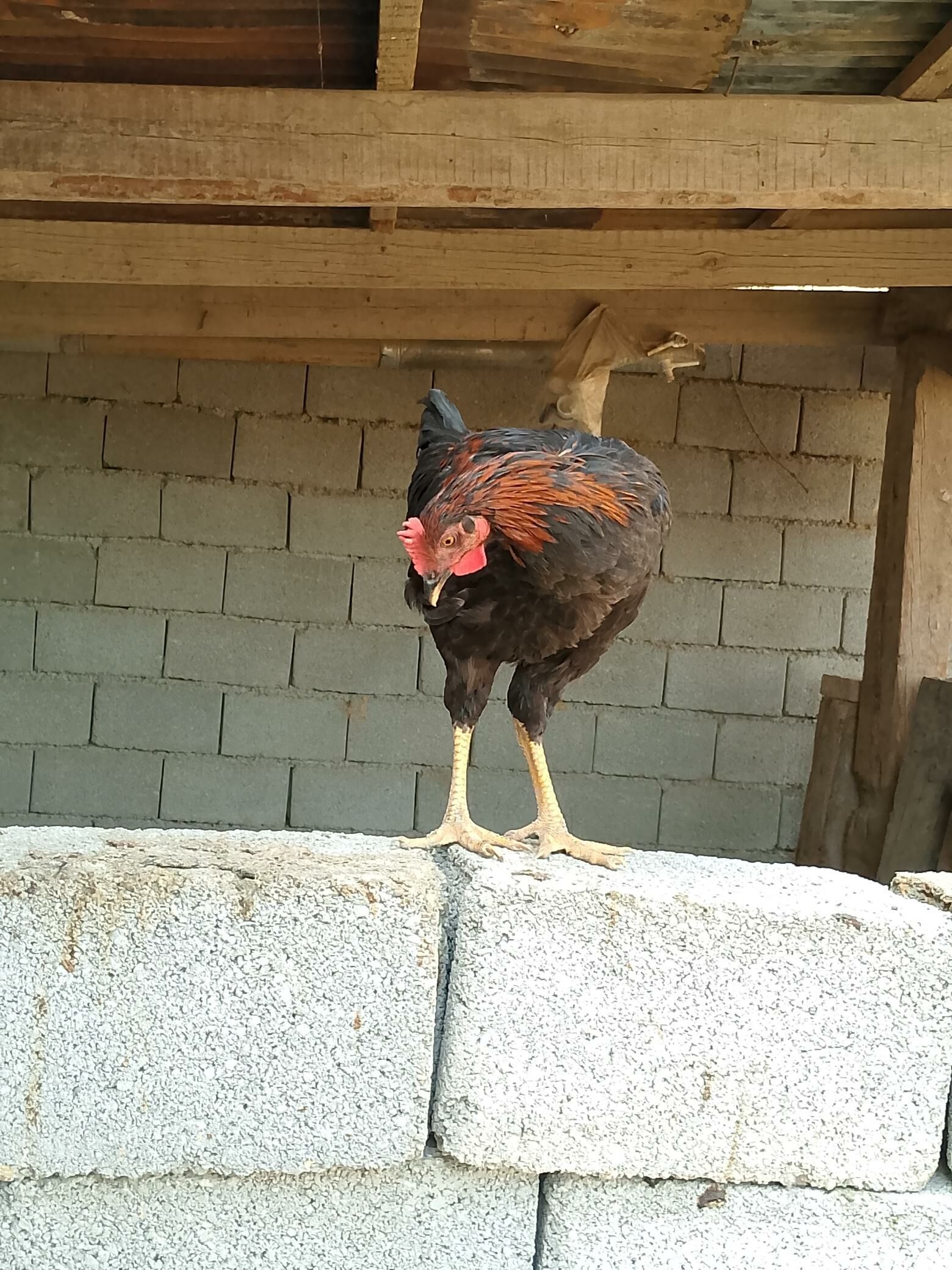 Daminant ýaş haroz - Gökdepe - img 3