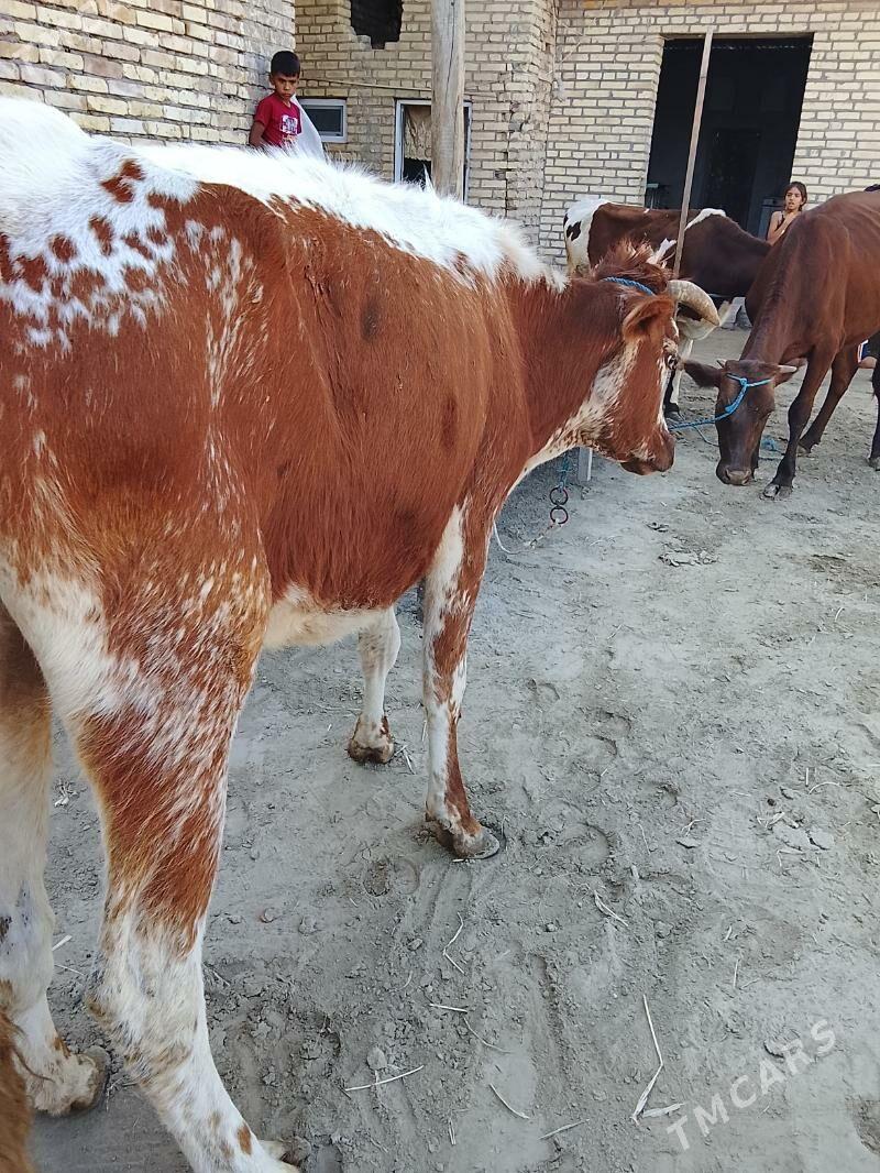 inekler ve okuz unajyn - Türkmenabat - img 3
