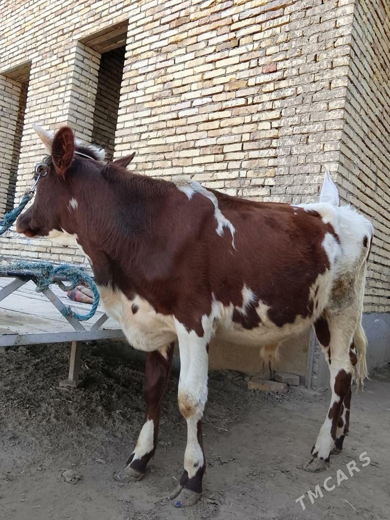 inekler ve okuz unajyn - Türkmenabat - img 5