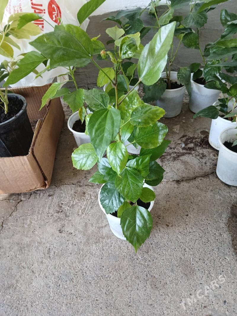 ktayiski roza gul - Aşgabat - img 2