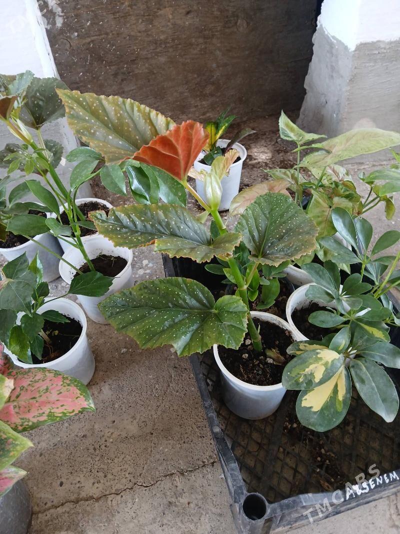 ktayiski roza gul - Aşgabat - img 1