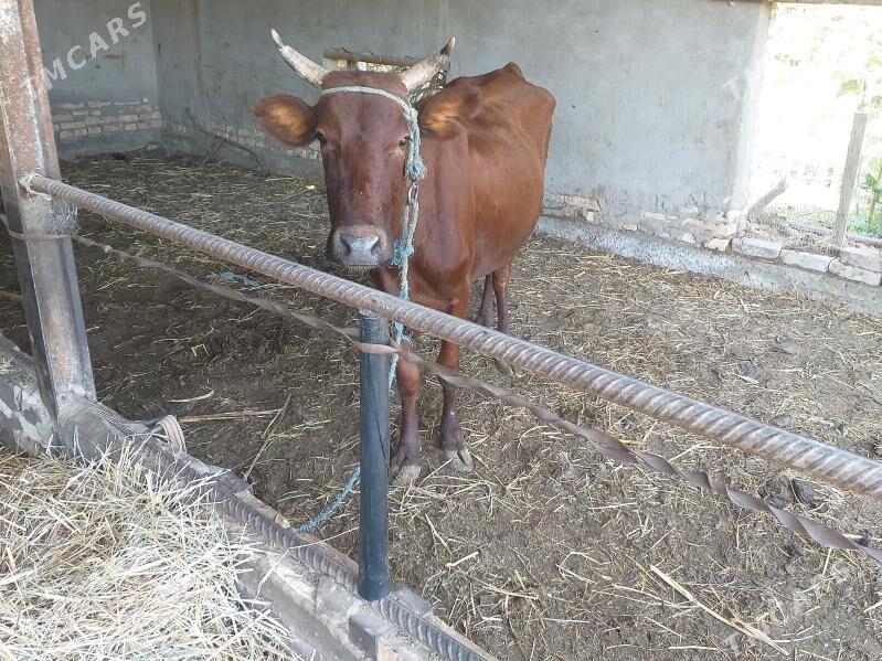 Unajyn - Çärjew - img 2