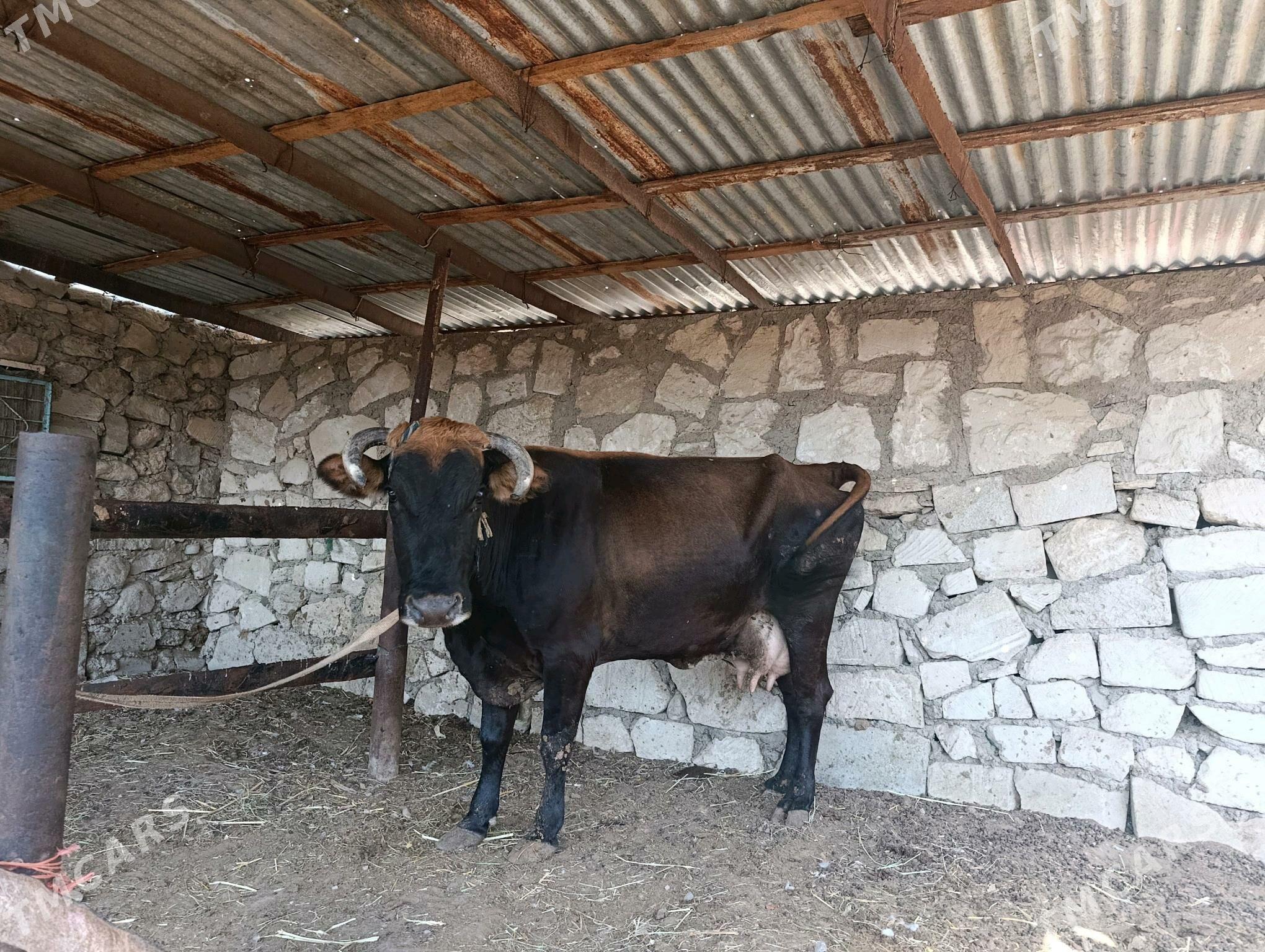 Göleli sygyr - Balkanabat - img 3