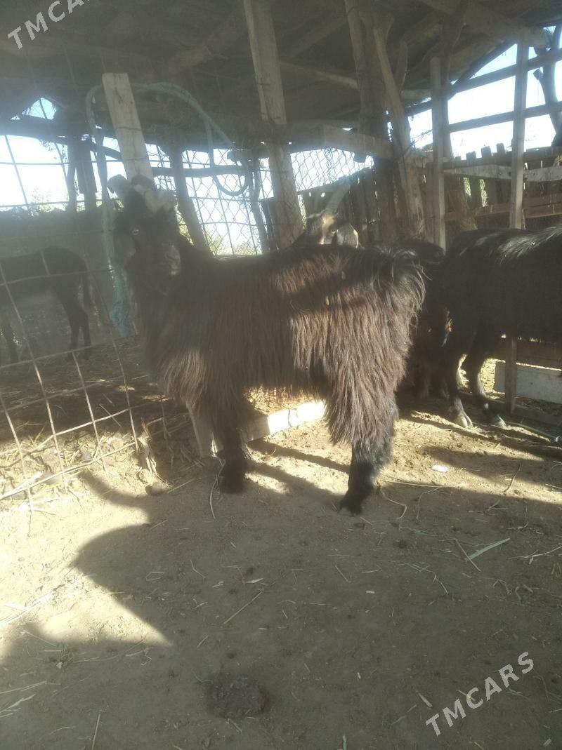 geçı we teke - Farap - img 3