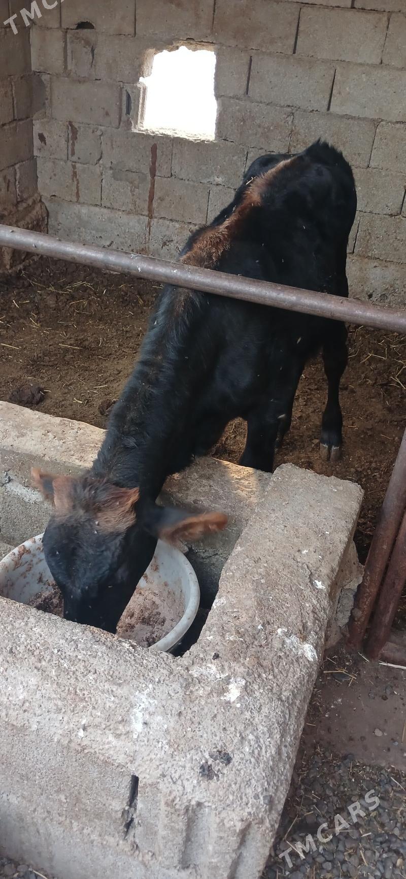 Şwes  Öküz - Çoganly - img 3