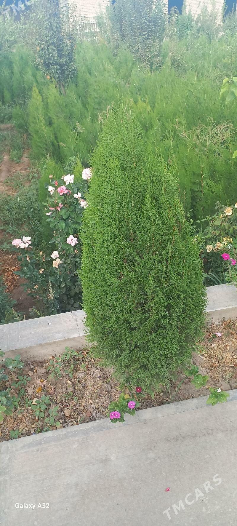 йолка туйа - Daşoguz - img 1