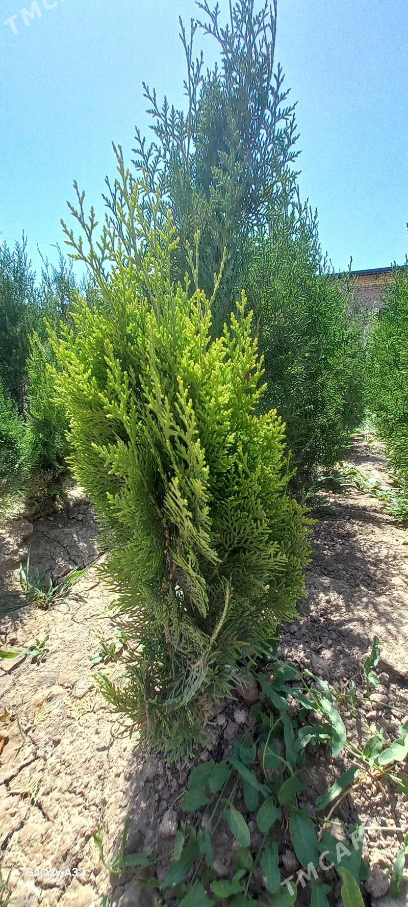 йолка туйа - Daşoguz - img 2