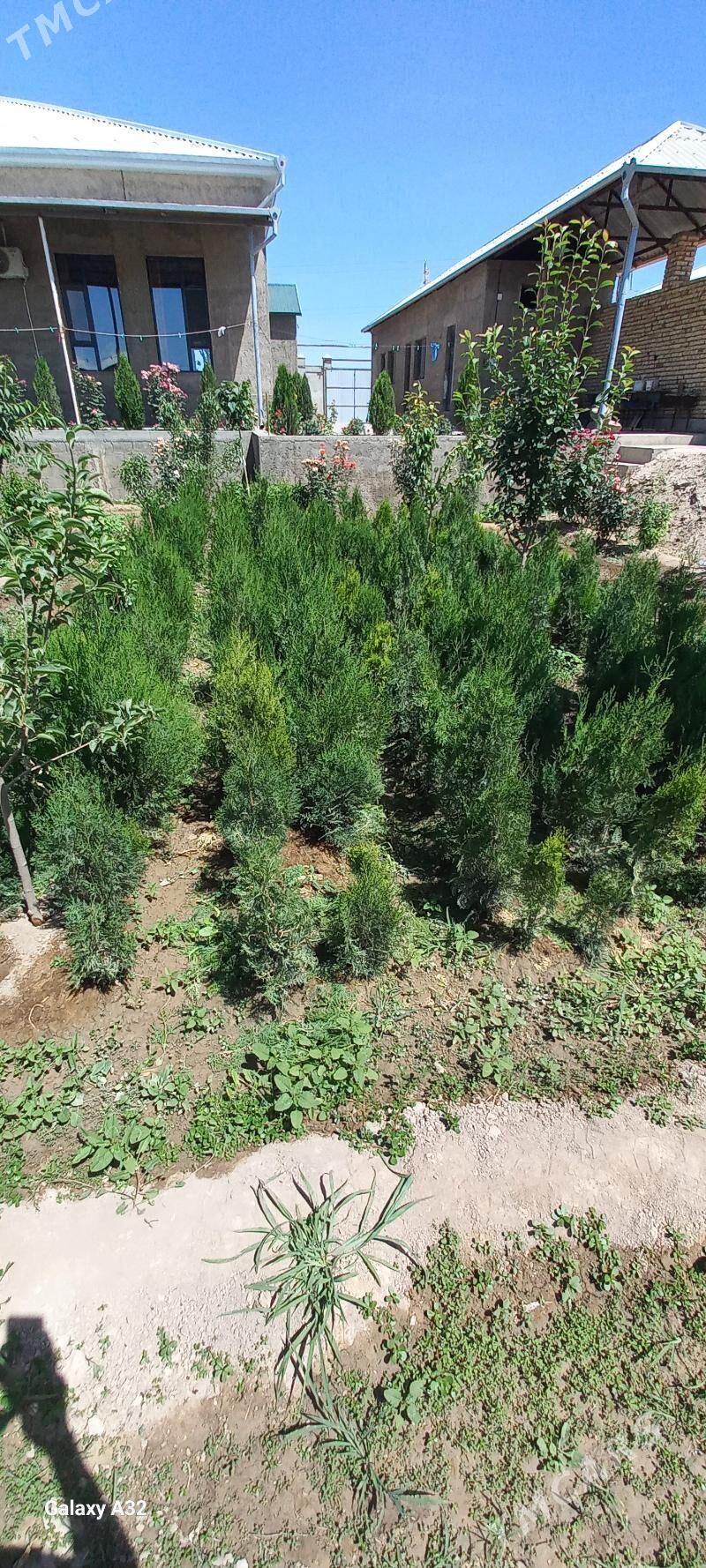 йолка туйа - Daşoguz - img 4