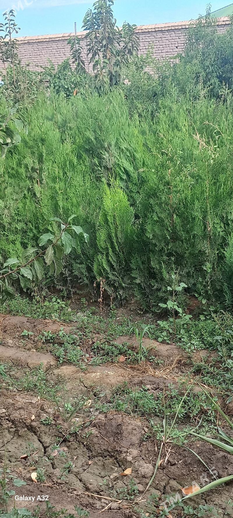 йолка туйа - Daşoguz - img 7