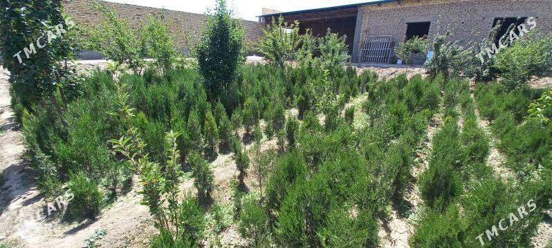 йолка туйа - Daşoguz - img 8