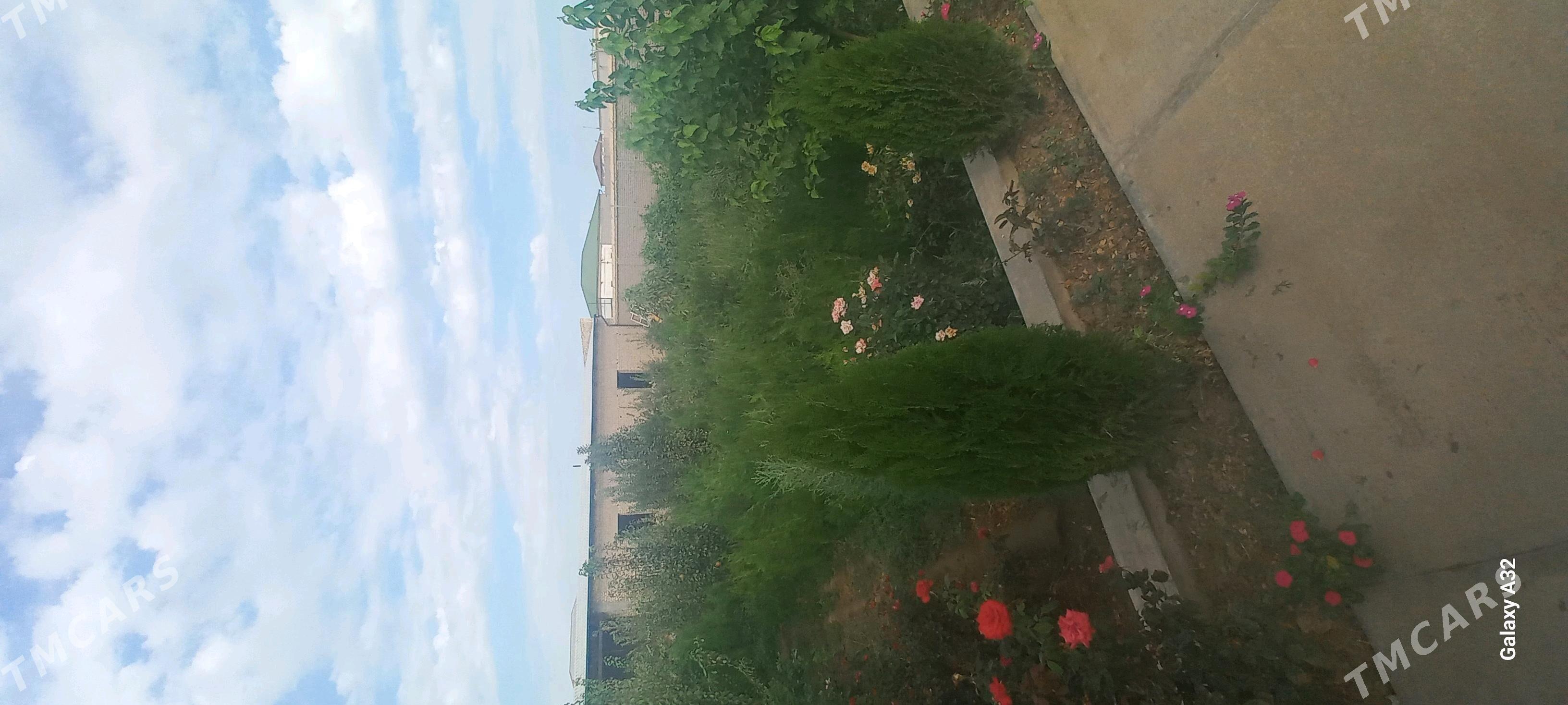 йолка туйа - Daşoguz - img 6