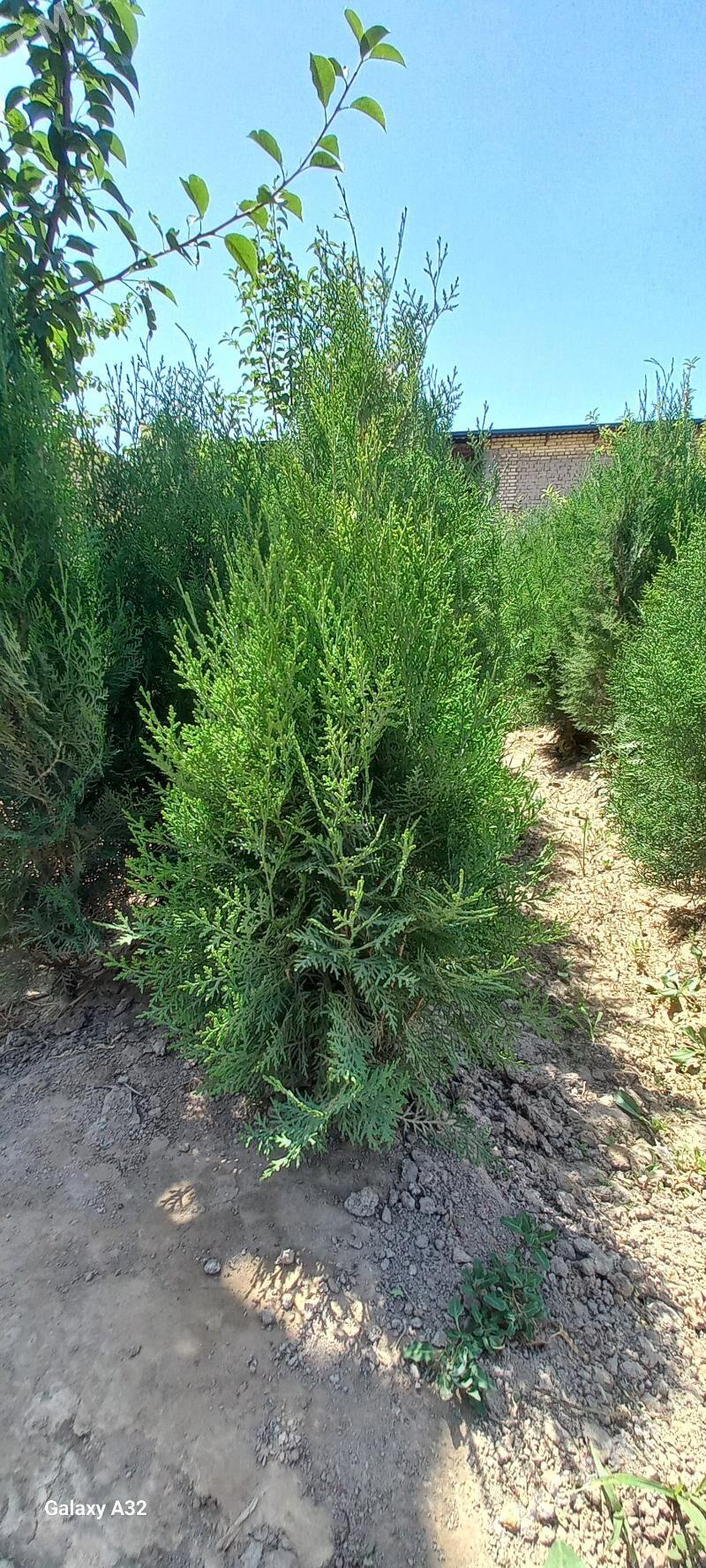 йолка туйа - Daşoguz - img 5