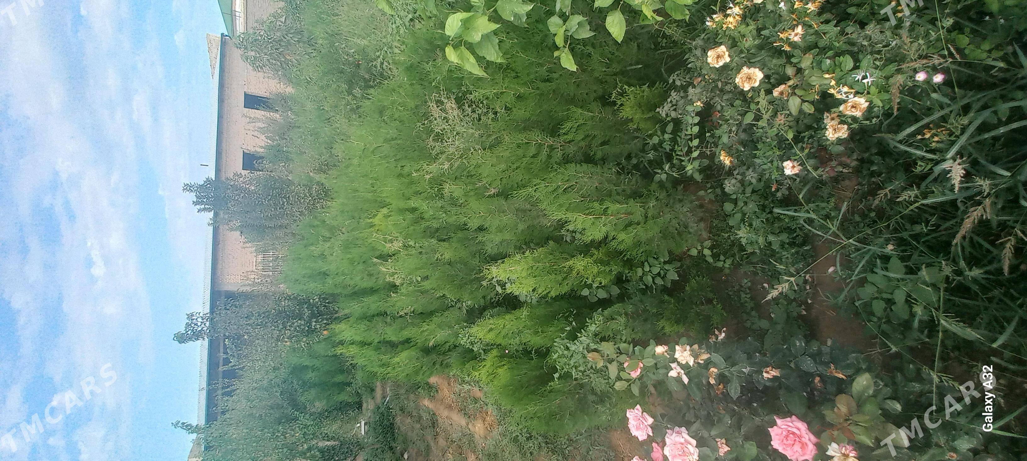 йолка туйа - Daşoguz - img 9