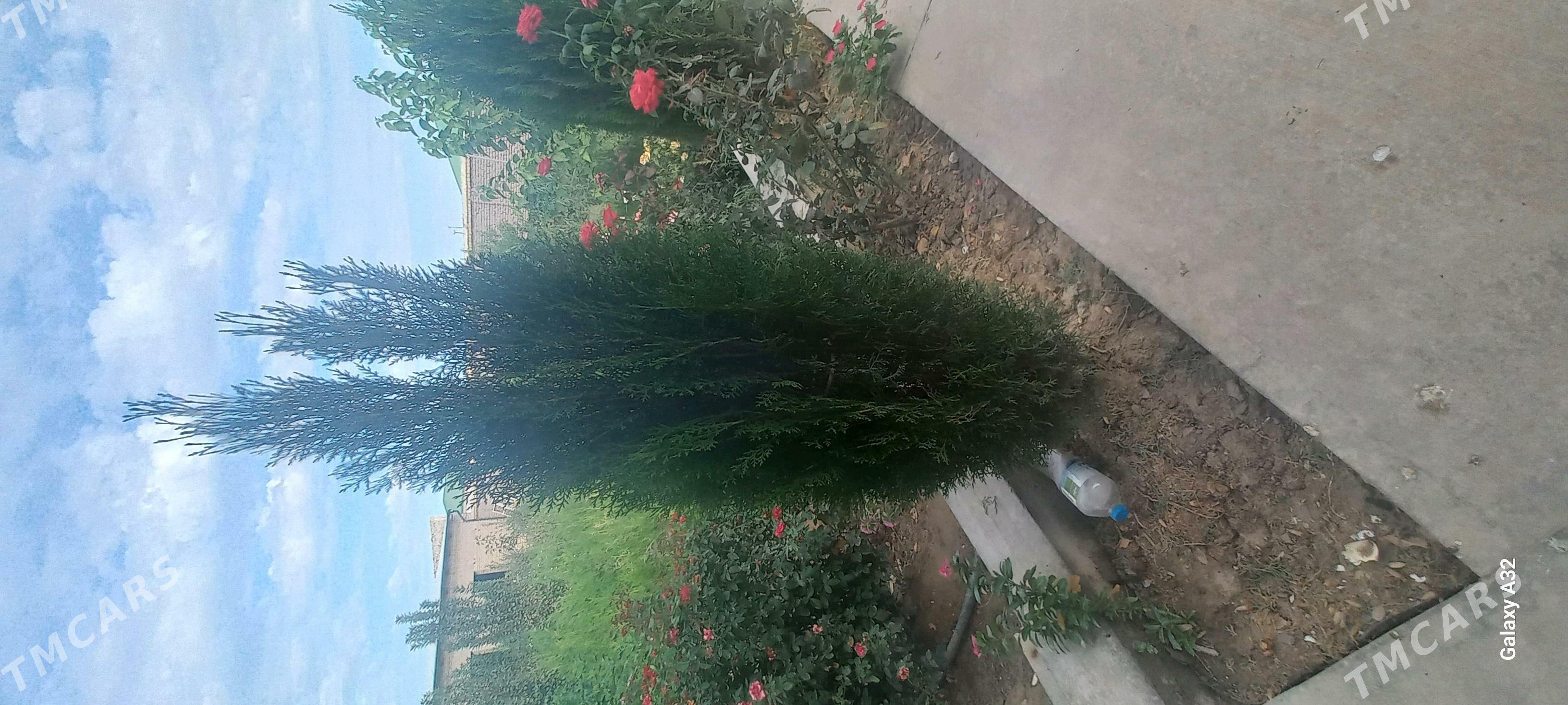 йолка туйа - Daşoguz - img 10